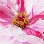 peony-4205542_640-150×150